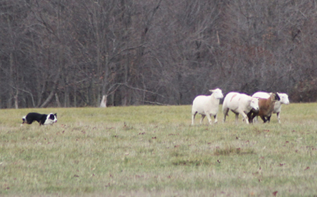 Moss herding sheep